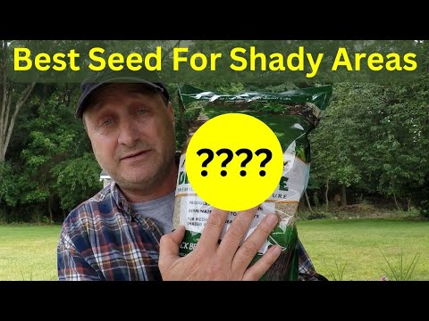 The Best Grass Seed for Shade (TESTED!)