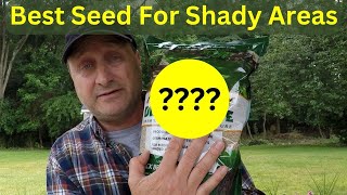 The Best Grass Seed for Shade (TESTED!)