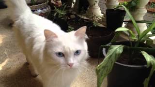 Yuki Jumps Off Her Perch