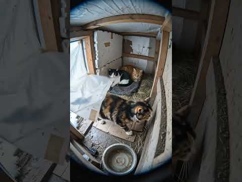 Stray Cats Huddle in Cozy Straw Shelter During a Raging Wind & Rain Storm 🌧️🐱