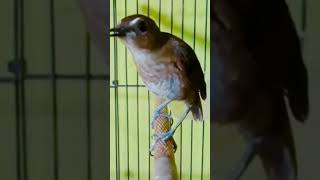 Download lagu jongkangan coklat gacor mp3 Download lagu jongkangan coklat gacor mp3