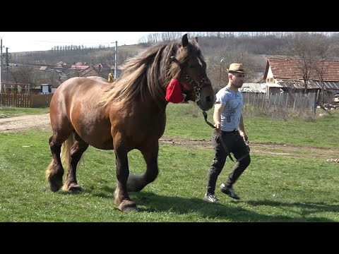 Caii lui Sile Roman de la Iclod, Cluj - 2020 Nou!!!