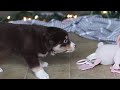Miniature Australian Shepherd dogs for sale: Twila - Video 1