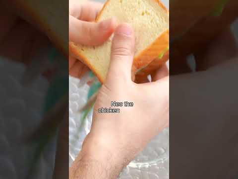 Parakeet sandwich 🥪