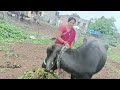 Baffalo Milking Try Buffalo Abhi Bahut Hi Shivani Hui RGJ24