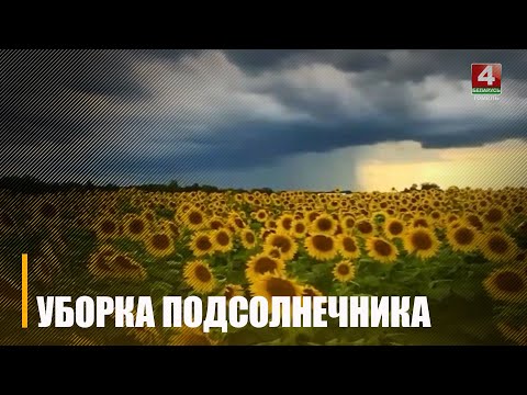 На Гомельшчыне завяршаецца ўборка сланечніка видео