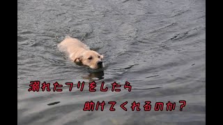 犬に溺れたフリをした結果