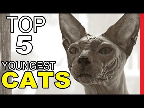Top 5 Youngest Cat Breeds On Earth
