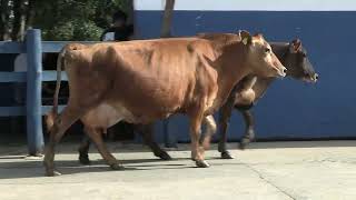 Vídeo 89 - 1ª ETAPA MEGA LIQUIDAÇÃO TOTAL AGROPECUÁRIA MARAJOARA - DIA 4 | GADO GIROLANDO E HOLANDÊS