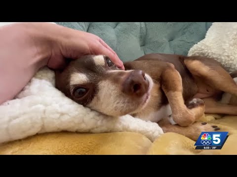 Pet Connection: Oct. 2, 2025 - YouTube