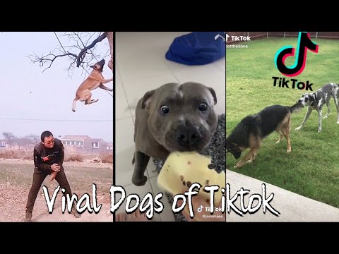 These Doggos Will Save 2021!! (Funny Dogs of Tiktok Compilation) Part 2