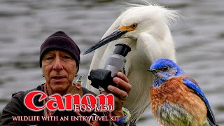 Wildlife with an old Canon M50 and a kit lens - not perfect but it sure was fun!