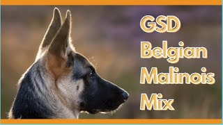Did You Know About Belgian Malinois German Shepherd Mix | GSD Mix