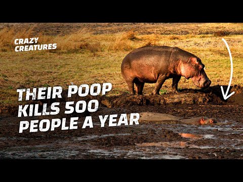 This is Why Hippos Have the Deadliest Poops in the World