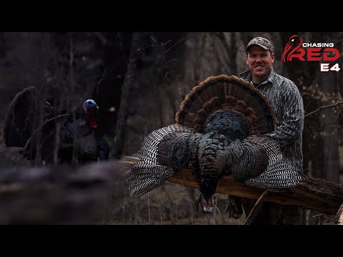 Perfect Off The Roost Turkey Hunt, Farver's First Nebraska Tom #hunting #turkeyhunting