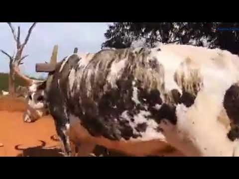 Desfile de carros de boi em Onça do Pitangui/MG