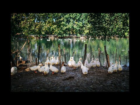 Kačica domáca (Anas platyrhynchos) — video o chove a starostlivosti