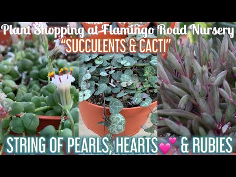 Plant Shopping at Flamingo Road Nursery || STRING OF PEARLS, HEARTS & RUBIES