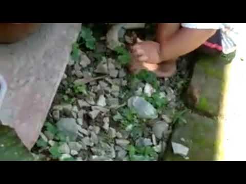 Cat and My son Abhigyan playing 21/04/2020