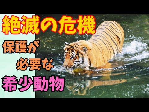 私たちが知っているインターネットは絶滅の危機に瀕しています