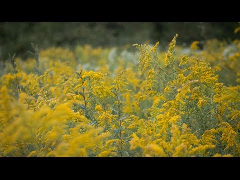 image-What time of year does goldenrod bloom?
