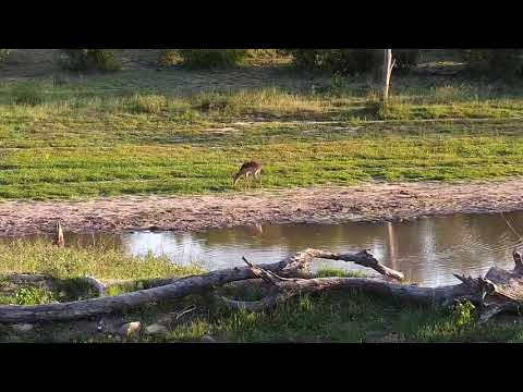Djuma: Impala bachelor herd-some sparring - 05:40 - 12/10/20