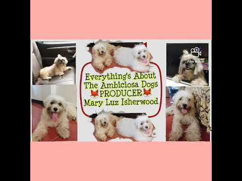 The Ambiciosa Dog | Cute Dogs watching TV |Mary luz Isherwood