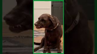 Stoned Dog Ate My Stash 🚭 #shorts