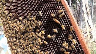 Found the old Buckfast Queen!