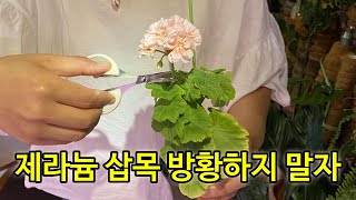 더 이상 제라늄 삽목이 어려워서 방황하지 마세요_기쁜 소식 전합니다