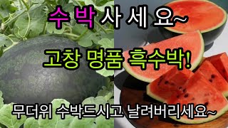 고창 명품 흑수박! 농가 살리기 프로젝트! 한정수량판매!