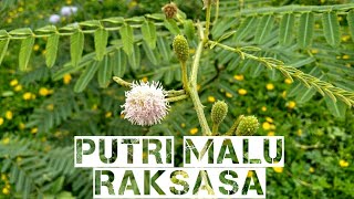Download lagu POHON PUTRI MALU RAKSASA/MENGENAL PUTRI MALU / BONSAI DIARY mp3 Download lagu POHON PUTRI MALU RAKSASA/MENGENAL PUTRI MALU / BONSAI DIARY mp3