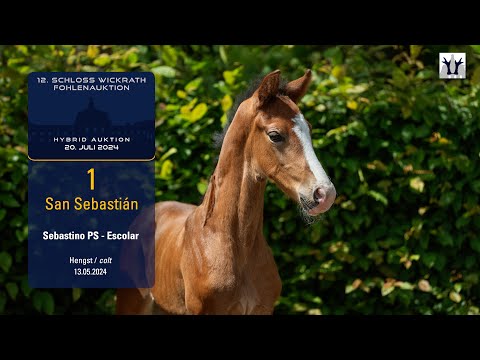 12. Schloss Wickrath Fohlenauktion Lot 01 San Sebastián Hengst v. Sebastino PS - Escolar
