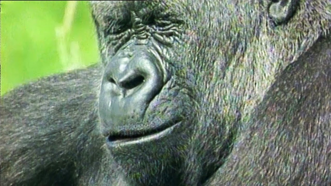 Gorilla Wonders Why He Can't Get a Job Walk On The Wild Side Funny Talking Animals BBC Earth