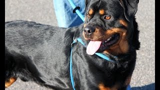 preview picture of video 'Meatball, a 1-1/2-year-old Rottweiler RESCUED in Manahawkin, NJ'