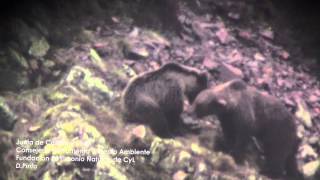 Juegos pre-celo de dos osos