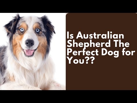 The Ultimate Guide to Australian Shepherds