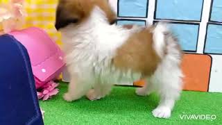 ハーフ犬の動画01
