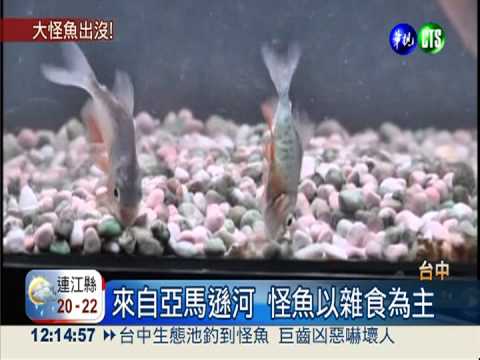 生態池釣到怪魚 巨齒凶惡嚇壞人