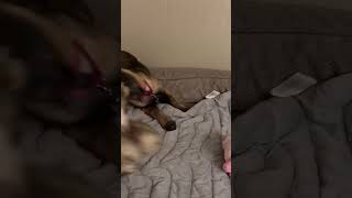 Video preview image #1 Mutt Puppy For Sale in Gretna, NE, USA