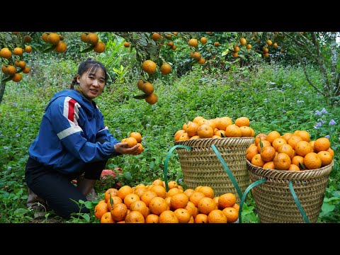 Harvesting 35kg of oranges from the mountain to sell at the market. Cooking - Loan Bushcraft.