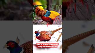 Download lagu Hybrid Golden Pheasant X Ring-Necked Pheasant mp3 Download lagu Hybrid Golden Pheasant X Ring-Necked Pheasant mp3