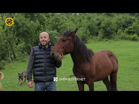 8 kuaj, 100 bletë dhe 23 lopë, tek super ferma e Naserit në Kaçanik!