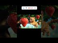 Cat And The Magic Strawberry Viralvideo Foryou Viralshorts
