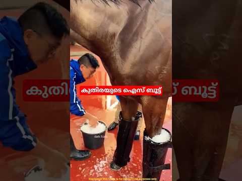കുതിരയുടെ ഐസ് ബൂട്ട്