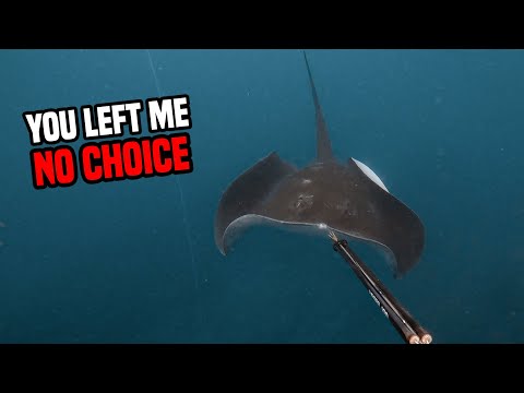 Stalked by a Giant Stingray While Spearfishing!