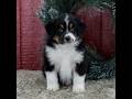 Miniature Australian Shepherd dogs for sale: Cole - Video 1