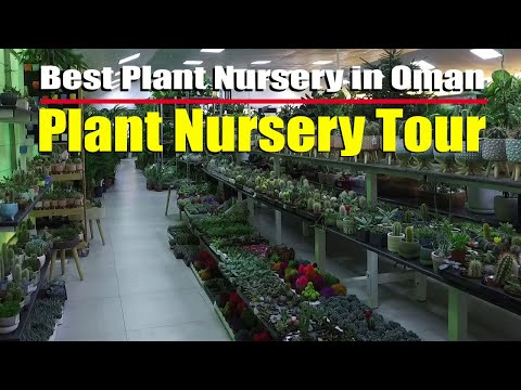 Best Plant Nursery in Oman | Plant Nursery Tour