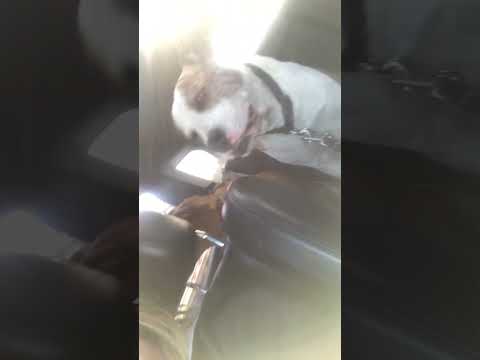 #furbaby #roadtrip #hashtag #hashtags #dogshorts