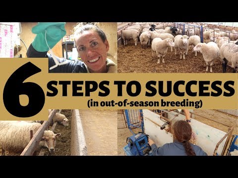 6 passaggi per un allevamento FUORI STAGIONE di successo nelle pecore: VLOG 167